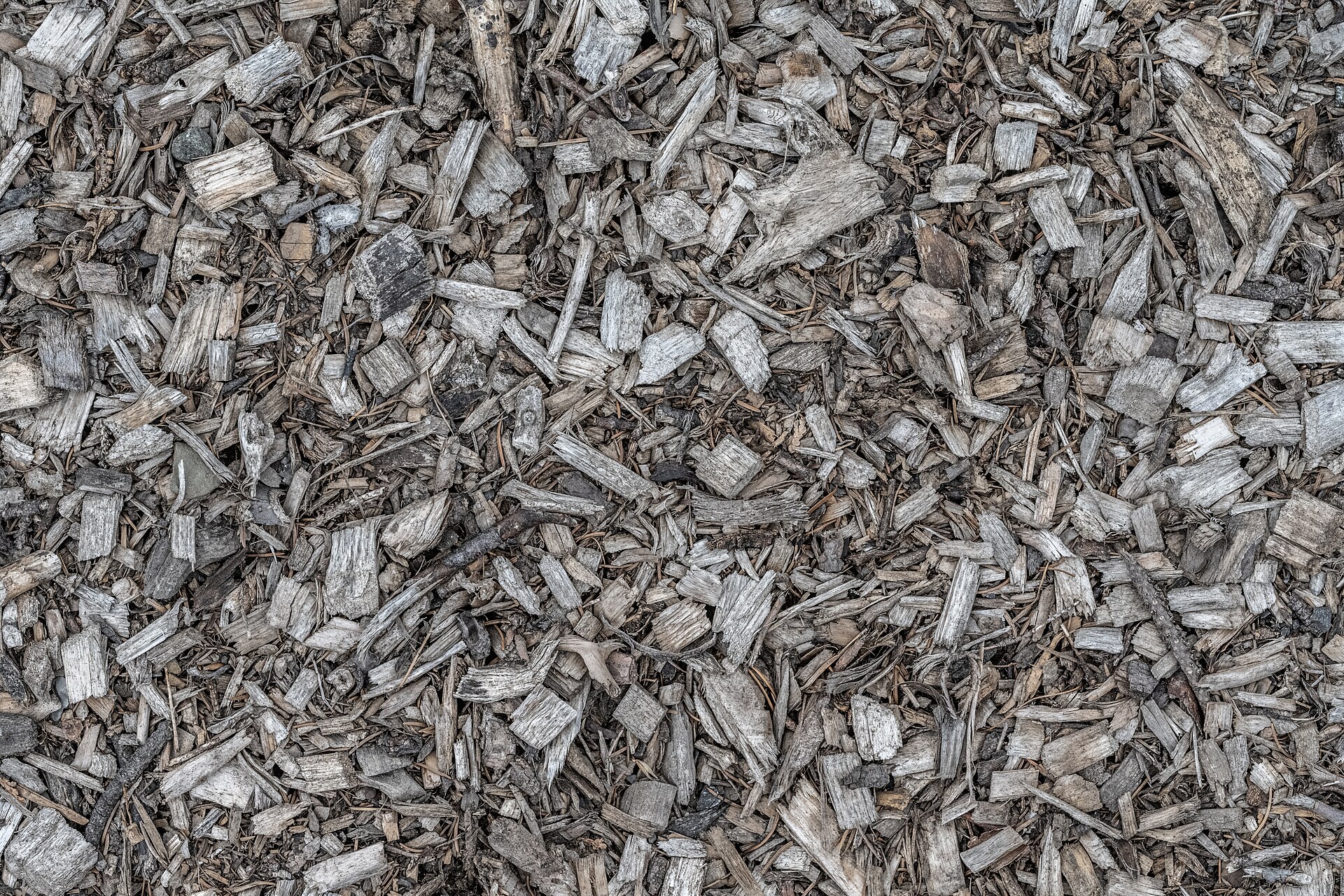 mulch basin around fruit tree