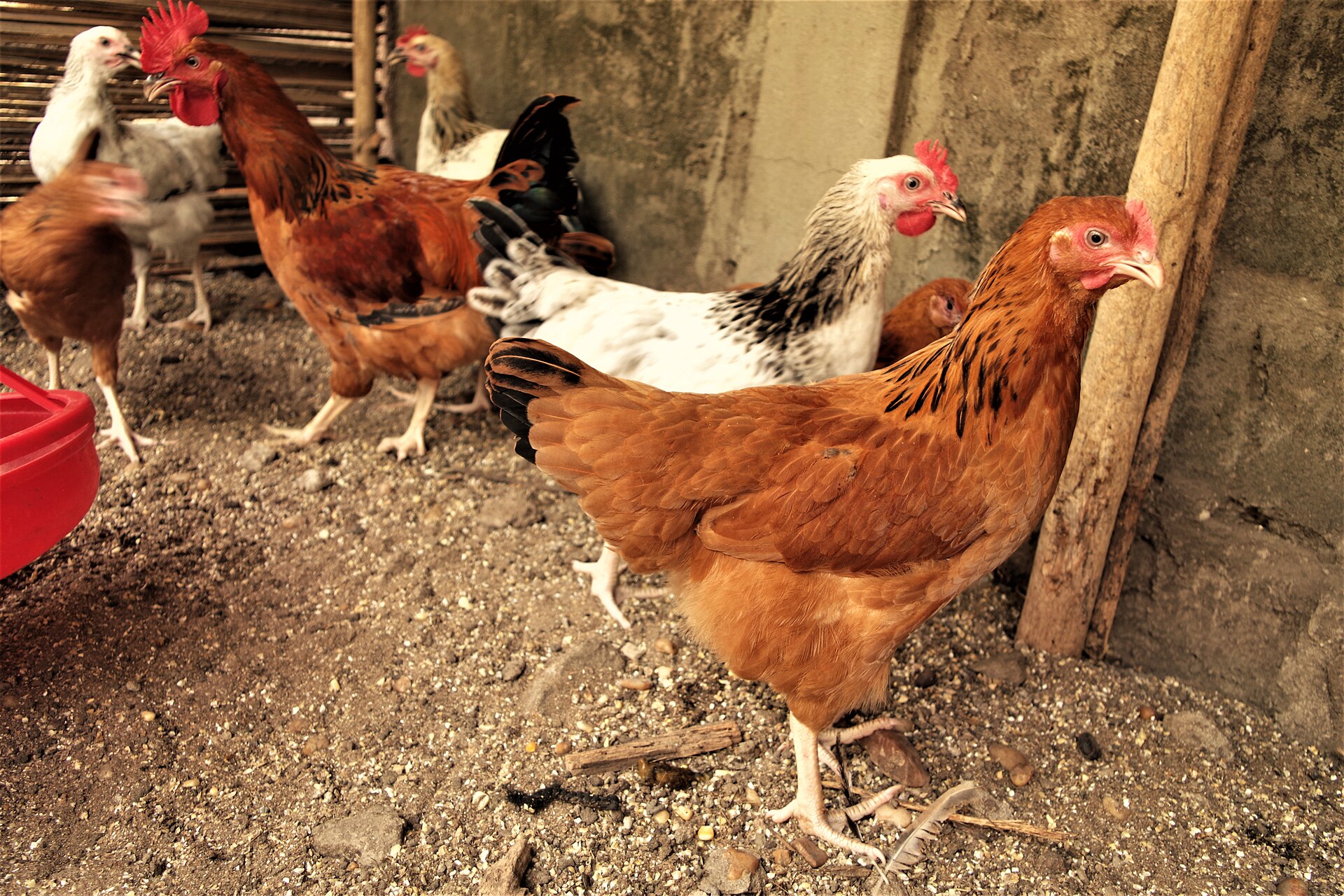 chicken coop with nesting boxes