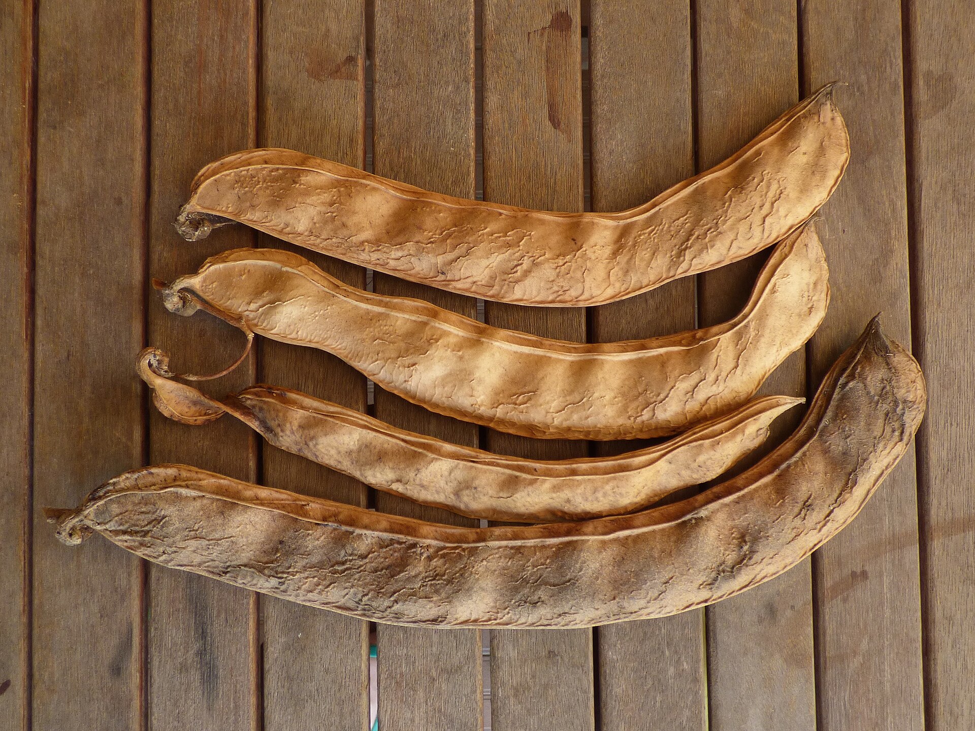 dried bean pods ready for seed saving